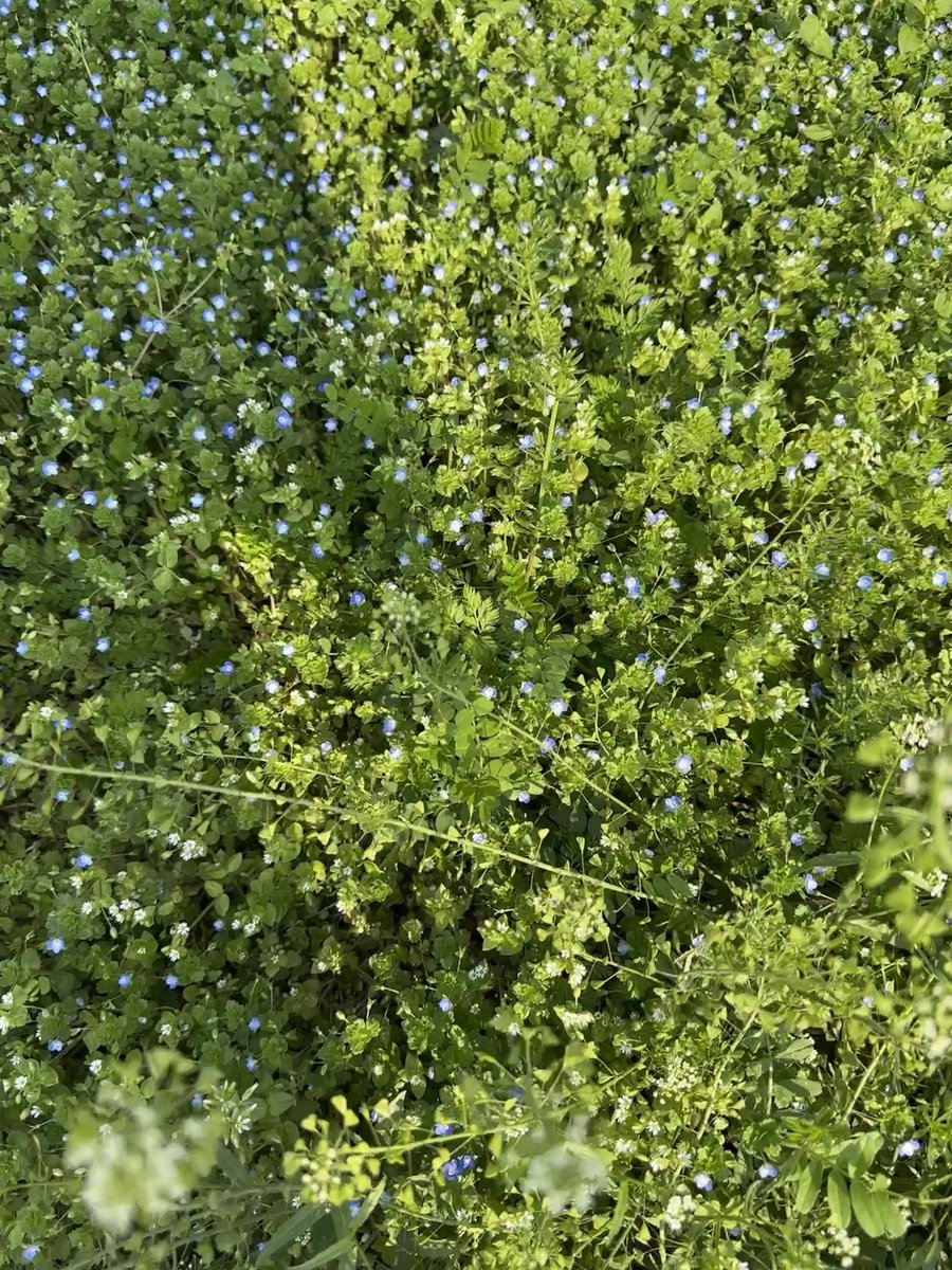 JessieTLL's tweet image. SPRING🌸💐🌼🌻🌺🌷🪻🪴