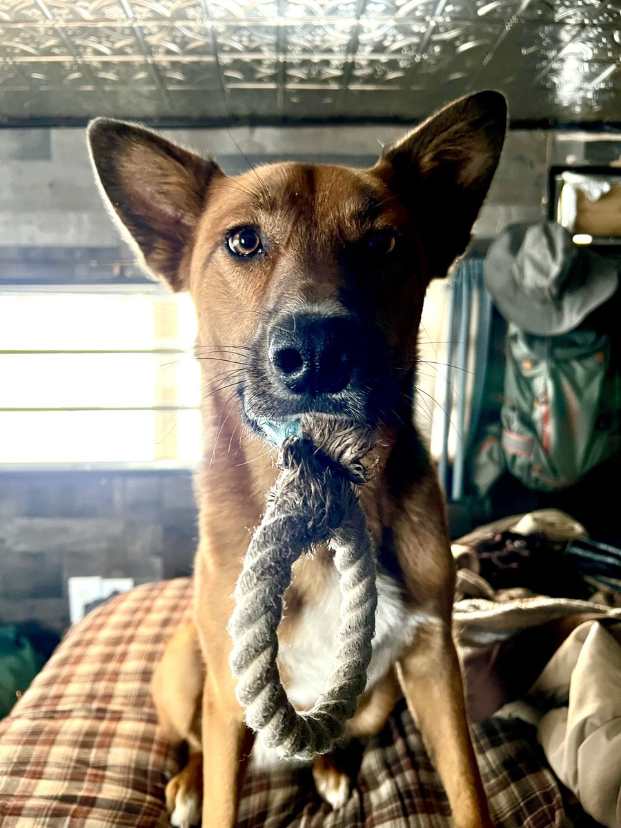 OffGridBrian's tweet photo. Lucky to have this energetic Belgian Malinois furball by my side. She sure is a lot to handle but I love every minute of our time together out here in the countryside. Meadow sure has come a long way in the past year, very much looking forward to our adventures together this summer 🐕❤️