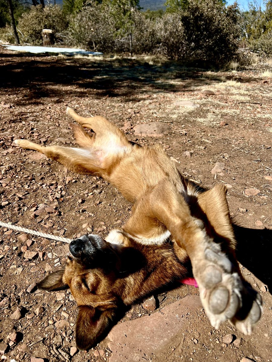 OffGridBrian's tweet photo. Lucky to have this energetic Belgian Malinois furball by my side. She sure is a lot to handle but I love every minute of our time together out here in the countryside. Meadow sure has come a long way in the past year, very much looking forward to our adventures together this summer 🐕❤️
