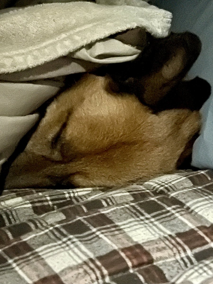 OffGridBrian's tweet photo. Lucky to have this energetic Belgian Malinois furball by my side. She sure is a lot to handle but I love every minute of our time together out here in the countryside. Meadow sure has come a long way in the past year, very much looking forward to our adventures together this summer 🐕❤️