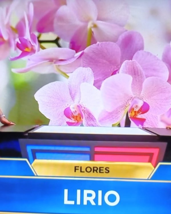 A estas alturas da lo mismo, pero ni eso era un orquídea ni lo otro era un lirio, sino, todo al revés... #TheFloorChile #TheFloorTVN