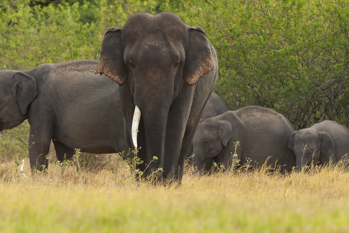 This was my first encounter with the Unicorn. He was synonymous with Minneriya. With his killing we have lost an icon. Elephants been killed outside protected areas is one thing, but inside  a national park is inexcusable. 

#srilanka #minneriya #gathering #elephant