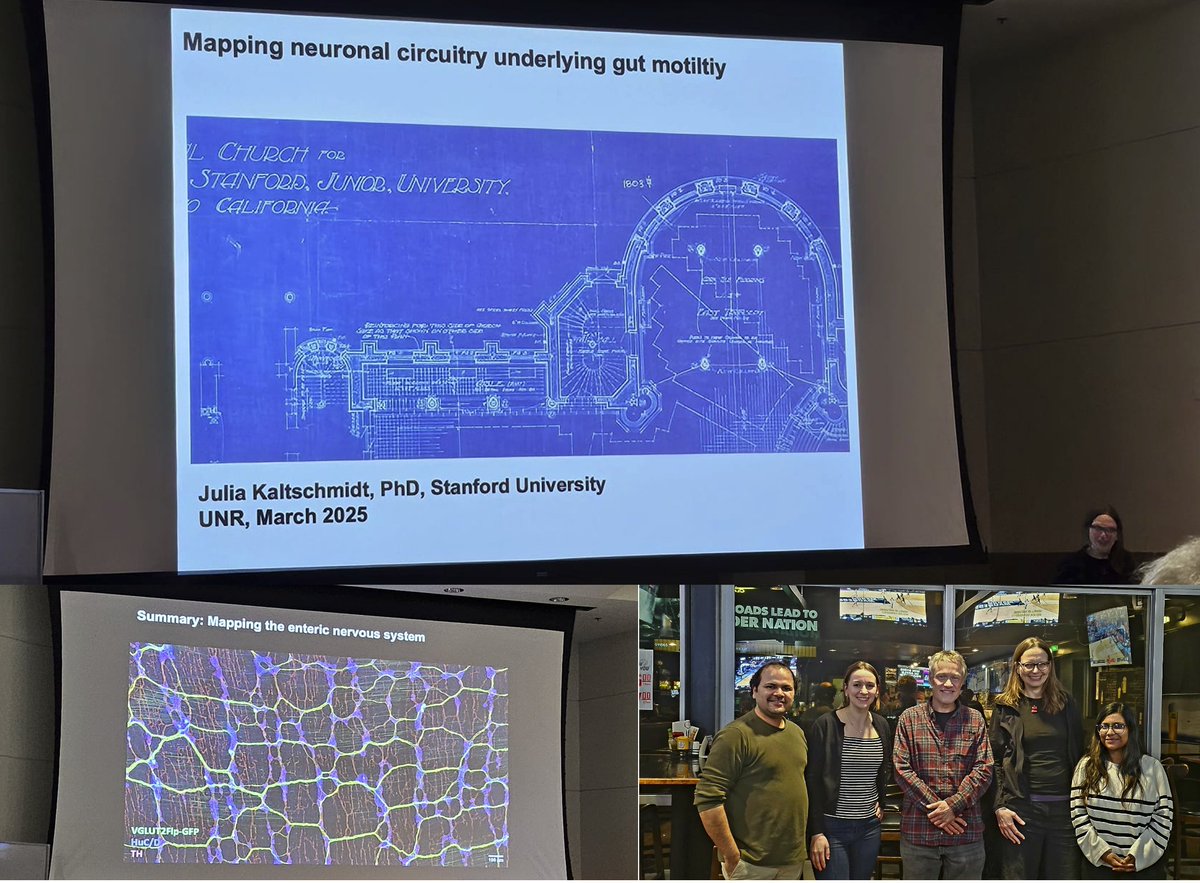 Rajan___Singh's tweet photo. See who is here today @unrmed‼️
Dr. Julia Kaltschmidt @kaltschmidt_lab🙏
@StanfordBrain @Stanford_GI
Fascinating talk on "Understanding Neuronal Circuitry Underlying #GutMotility" #Glutamatergic neurons👏
😇So much learning in the field🔥
Pearls of Wisdom on #EntericNervousSystem #Striped patter & ENS #development👏
We are truly honored to have you here today #ThomasGould @Sushmitaswarna0 @AllieB20838813 @CobineLab @Emernib11 🙏
⏩#Glutamatergic neurons as key interneurons that regulate #Intestinal motility🙌
🎯 Glutamatergic neurons are divided into 2 morphological classes
🎯 Optogenetic activation of glutamatergic neurons stimulates colonic motility🔥
@GutBrainScience @ANMSociety @esnm_eu @AmerGastroAssn @AmerGastroAssn @APSPhysiology @GIL_trainee @RomeFoundation @RomeGastroPsych