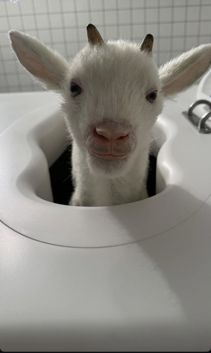 Emile the goat behind the scenes of Cold Harbor! #severance 🤍