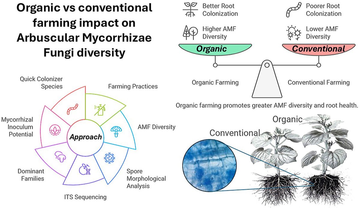 Soil & Environmental Health (@soileh2023) on Twitter photo Editor's Choice: Identification and characterization of native arbuscular mycorrhizal fungi in plants growing under organic and conventional farming conditions in Oman <a href="/asmh013/">Ali AlHinai</a> <a href="/danielblac_squ/">Daniel Blackburn</a> <a href="/soileh2023/">Soil & Environmental Health</a> <a href="/stbctb/">Bulletin of Soil and Water Conservation</a> <a href="/ELSenviron/">Elsevier Environment</a> <a href="/ElsevierConnect/">Elsevier</a> <a href="/sultanqaboosuni/">جامعة السلطان قابوس</a> #soilfertility Editor's Choice: Identification and characterization of native arbuscular mycorrhizal fungi in plants growing under organic and conventional farming conditions in Oman <a href="/asmh013/">Ali AlHinai</a> <a href="/danielblac_squ/">Daniel Blackburn</a> <a href="/soileh2023/">Soil & Environmental Health</a> <a href="/stbctb/">Bulletin of Soil and Water Conservation</a> <a href="/ELSenviron/">Elsevier Environment</a> <a href="/ElsevierConnect/">Elsevier</a> <a href="/sultanqaboosuni/">جامعة السلطان قابوس</a> #soilfertility