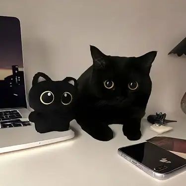 Nekkoballs tweet media