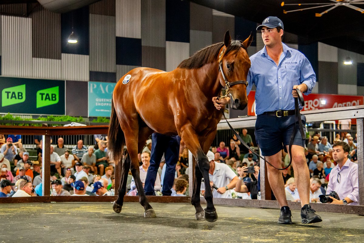 Golden Slipper runner as a yearling! 
Best of luck to the connections of Farcited in tomorrow's Golden Slipper. 
Vendor: Bell River T'breds / Buyer: Waterhouse &amp; Bott/Farnan P'ship/Kia Ora/Mt Hallowell  
#MoreMagic #SlipperDreaming
