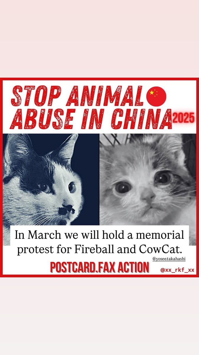 Feline Guardians without borders Japan tweet media