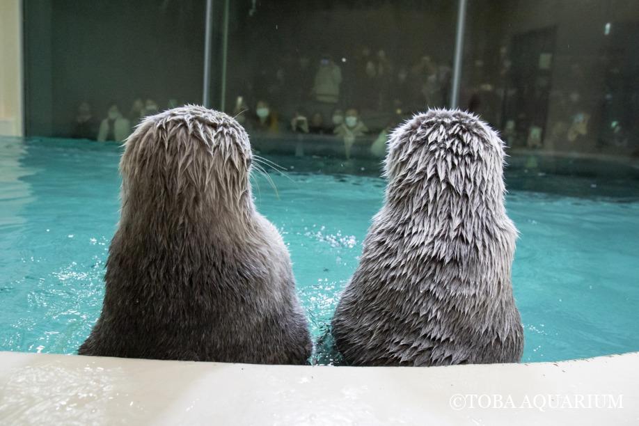 ラッコフェスティバル GmiYWOZacAA0vZJ.jpg?format=jpg