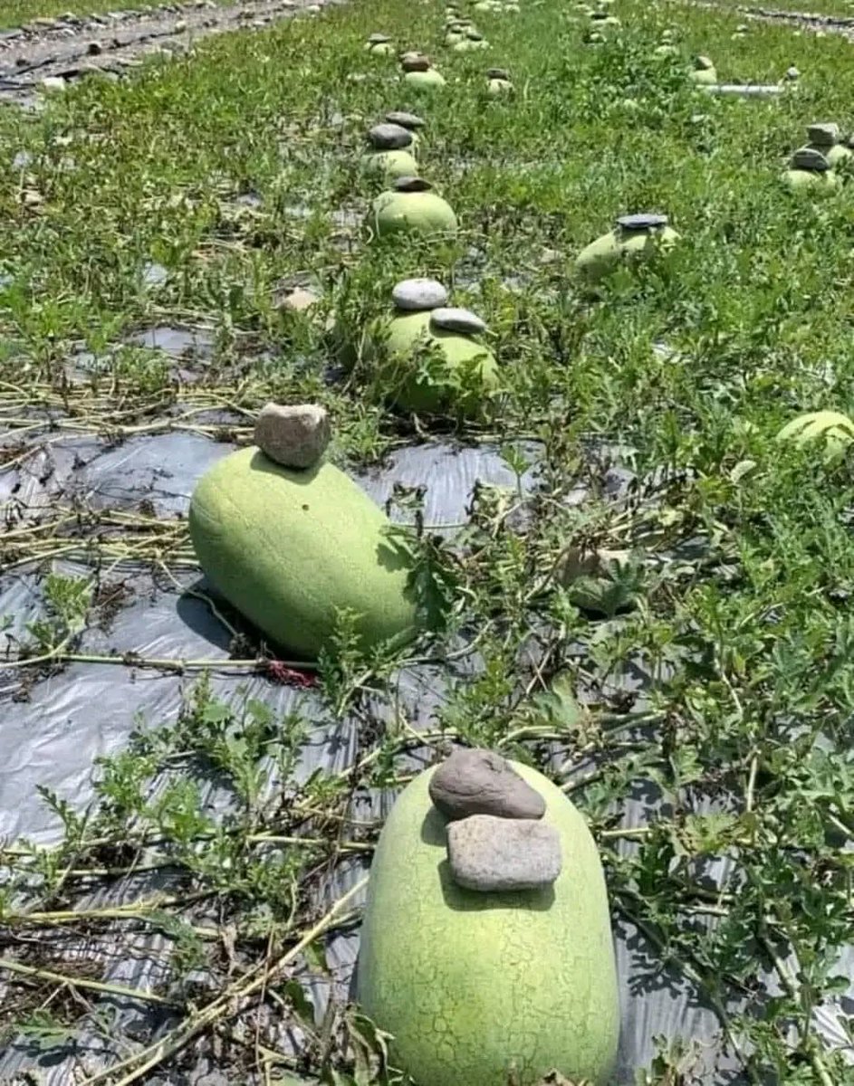 In some parts of China, you may notice a strange sight: a stone carefully placed over a watermelon.

This isn't to prevent it from rolling over or to protect it from prying hands, but rather for a deeper secret related to its sweetness.

During the day, the stone absorbs the