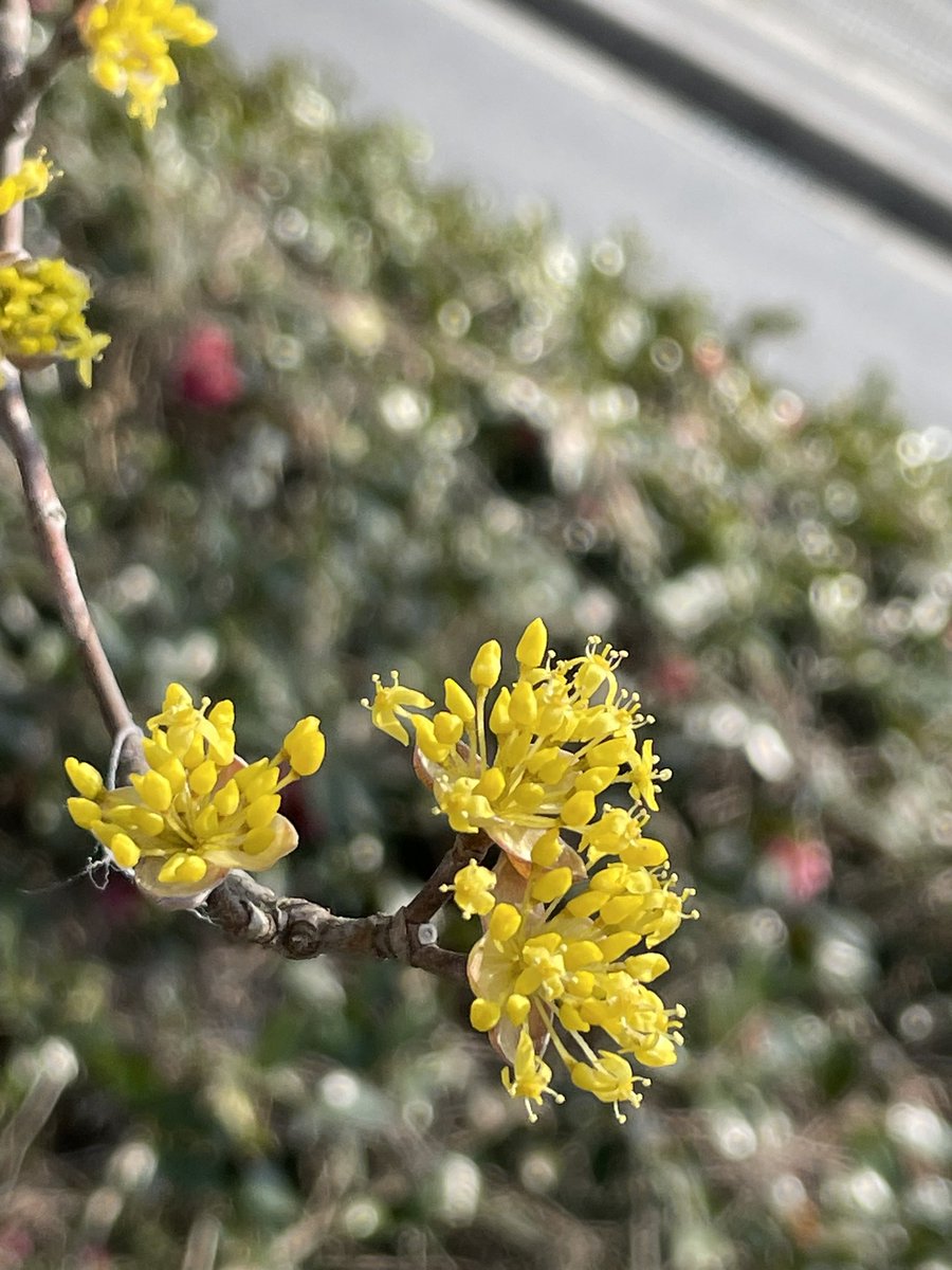 fanta326's tweet image. お城🏯まで散歩してきました
もう春休みなんですね
家族連れの方が多かったです
光秀さん喜んでるかな

ちょっと🥤休憩

#イマソラ #NowPlaying 
#the_first #YOLO

この花🌼なんだろう
可愛いです