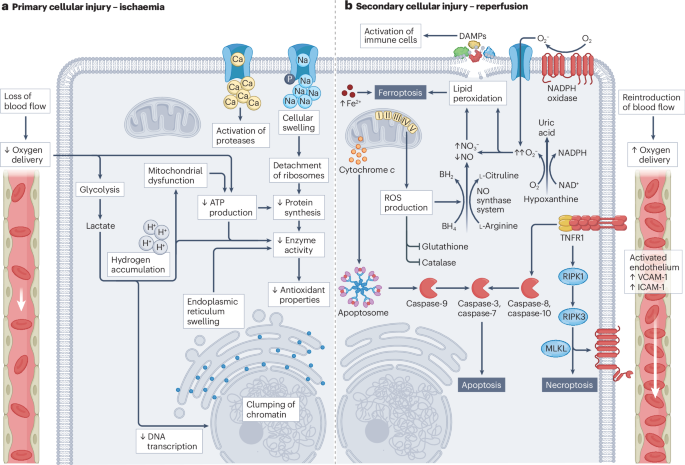 Nature Reviews Bioengineering tweet media