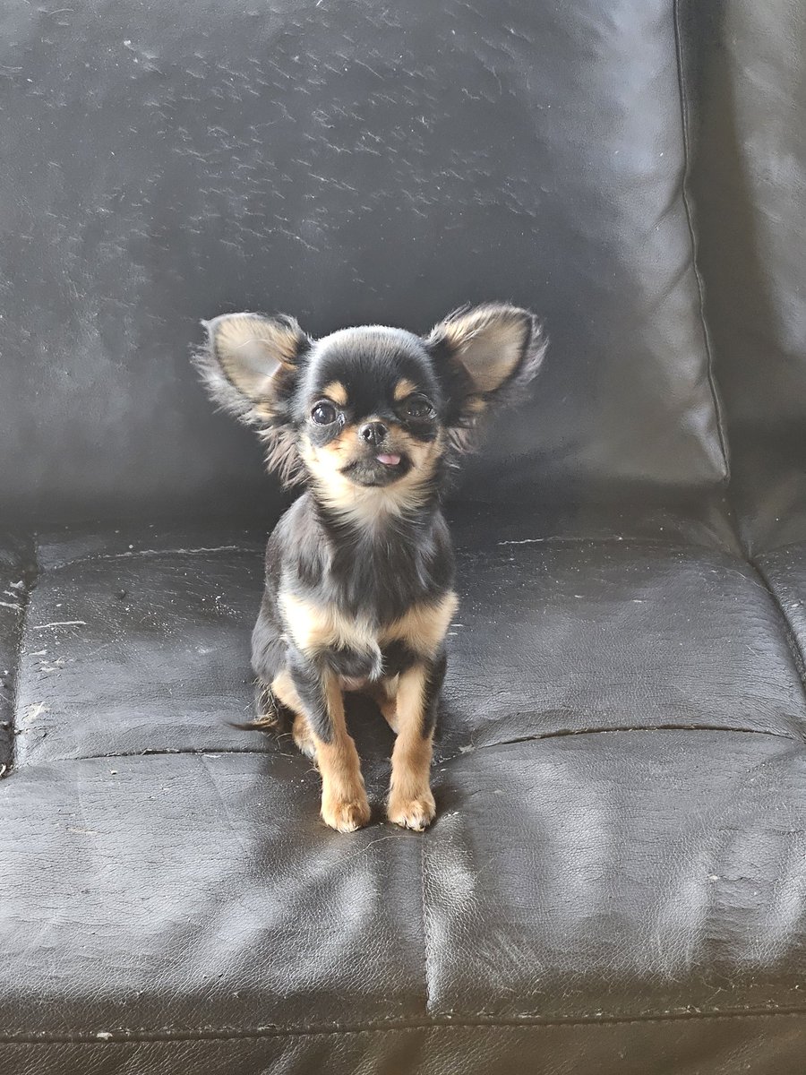 Timon, Gay(Tm) Era 🔞 tweet media