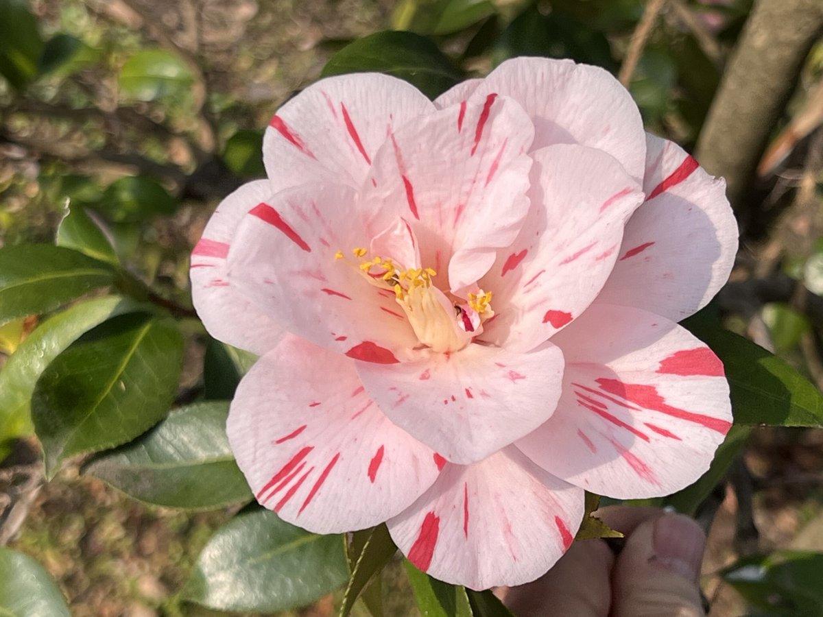 GAMBAROGNO – Visite guidate “Il risveglio della camelia – da Vairano al Parco botanico del Gambarogno”
Ogni venerdì dal 21 marzo all’11 aprile 2025
tipsweek.ch/product/gambar…