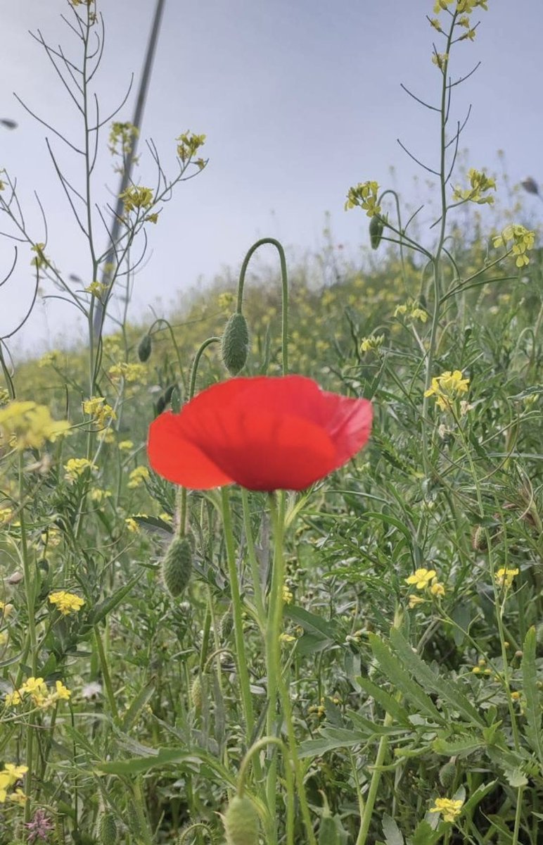 Η άνοιξη μας κάνει νάζια…κρύφτηκε στο καβούκι της 

Ήρθε όμως χθες η ημερομηνία της πρεμιέρας της και σύντομα θα χαμογελάσει 

youtu.be/z_fPBggl0j0