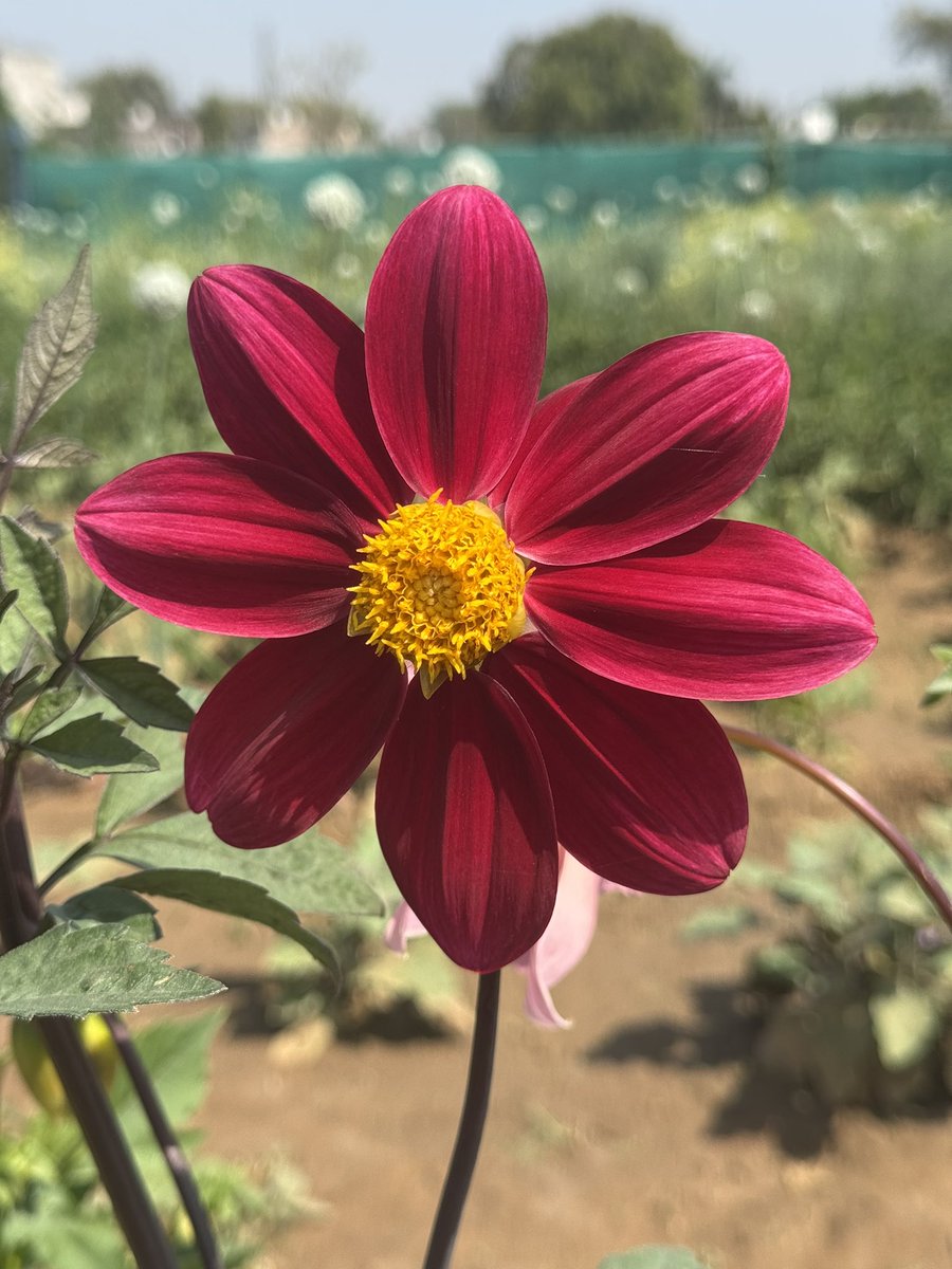 IPDevgun's tweet image. Spent a day on the farm—plucking, weeding, cooking on a chulha. A reminder of how far we’ve drifted from the basics. In a world consumed by screens and speed, we’ve lost touch with the roots that sustain us. Time to reconnect
#BackToRoots #FarmLife #SimpleJoys #KPMG #CSR #millets