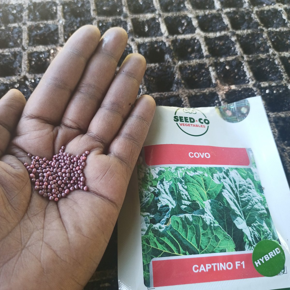 corporatefarmg1's tweet image. COVO VARIETY - CAPTINO F1 - SEEDCO

We planted an order for a client -  bred for higher yields, faster growth &amp;amp; better disease resistance! 
Perfect for farmers looking to maximize profits &amp;amp; meet market demand. Don’t miss out on this game-changer! 
#SeedCo #Covo #FarmingSuccess