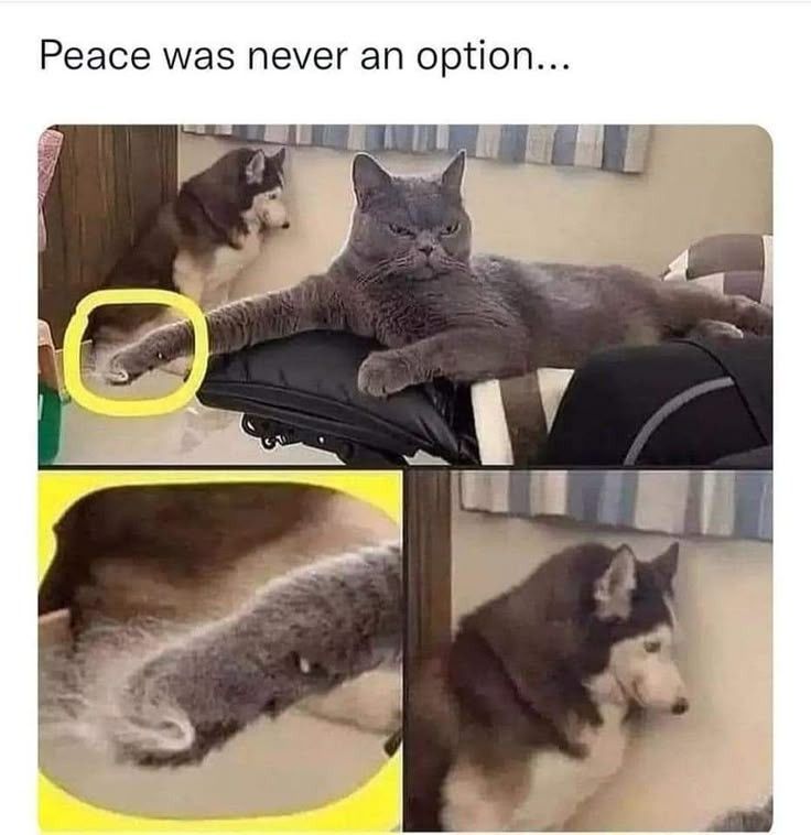 ShouldHaveCat's tweet photo. https://t.co/uyZdEQHzBj