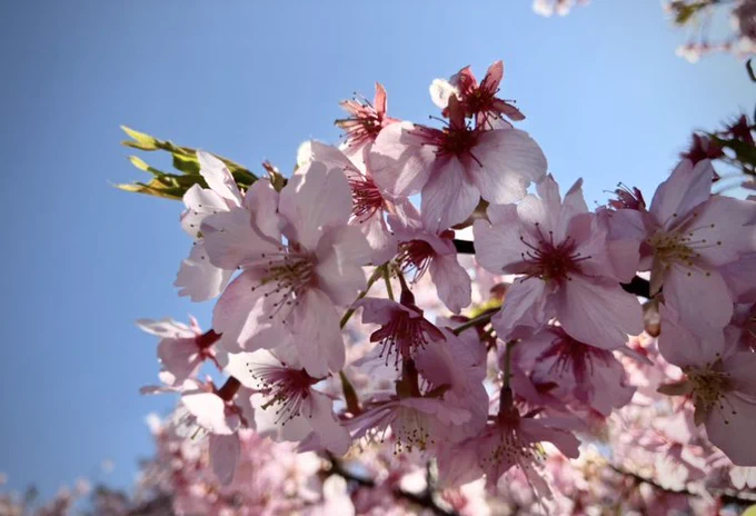 盛りが少々過ぎてしまったけれど河津桜のピンク色に目を惹かれパシャリ。太陽眩しい 