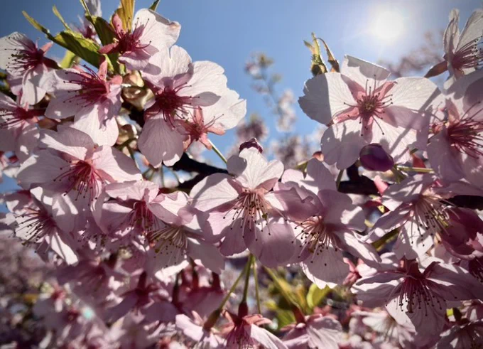 盛りが少々過ぎてしまったけれど河津桜のピンク色に目を惹かれパシャリ。太陽眩しい 