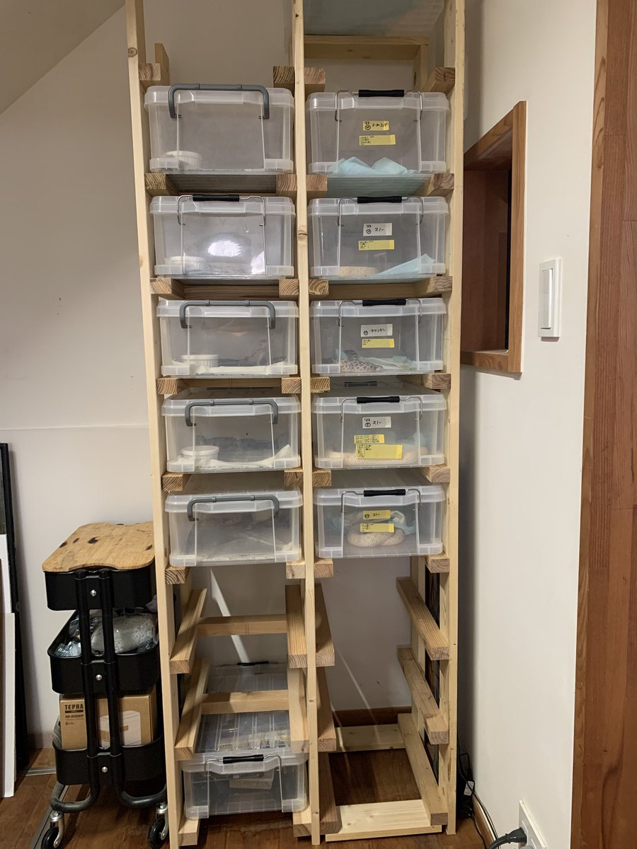 TaeReptiles's tweet photo. ヘビ棚を自作した。
重ねると取り出す時に大変だった。これで、一個ずつ引き出せるから、ストレス減った。 https://t.co/sqMAIYmWw5