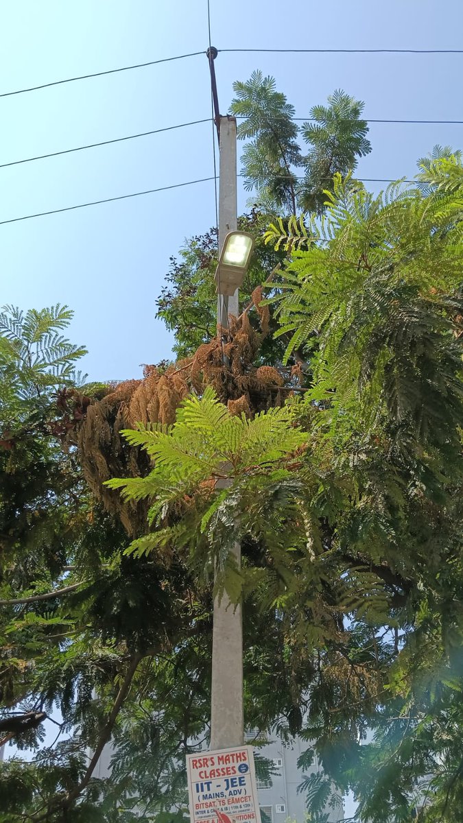 Electrical wing tweet media