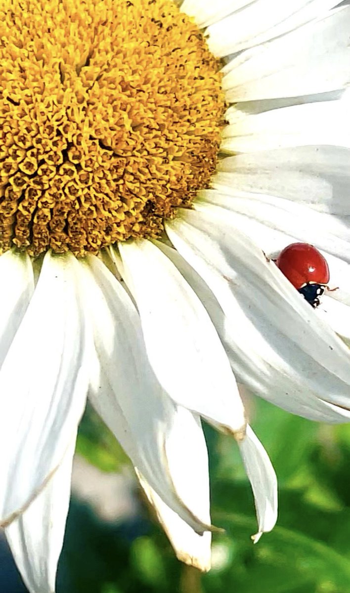 _tradescantia's tweet image. And just like that, the earth stretched, yawned, and dressed in colors again. Welcome, #spring  ! #FirstDayOfSpring #flowersonfriday