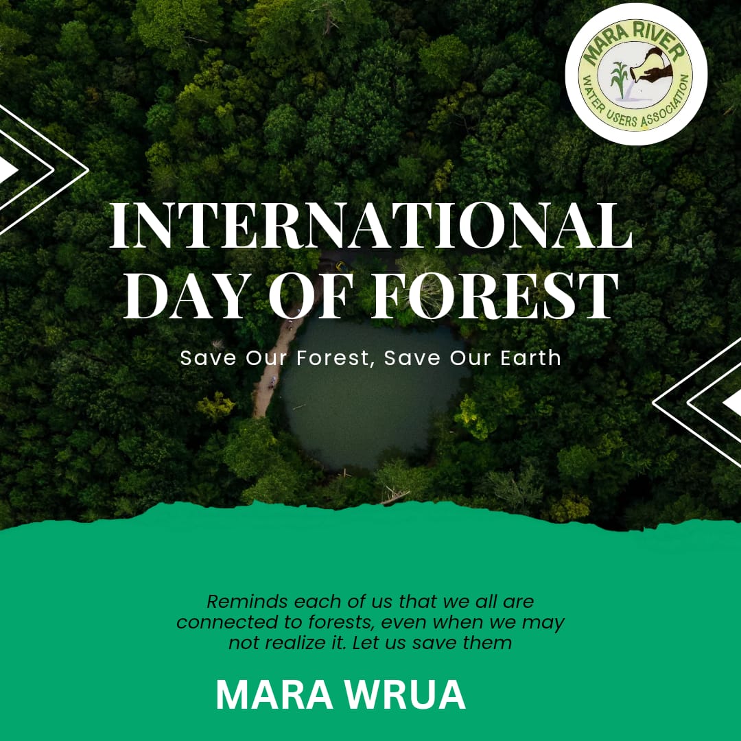 mwrua's tweet photo. Forests regulate water circulation, a vital resource for life on Earth. As we celebrate this day, plant a tree and contribute to a sustainable future! @WWF_Kenya @KeWruas @Earthwatch_Eur   #Zelenskyy https://t.co/D86Lt6Ubp8