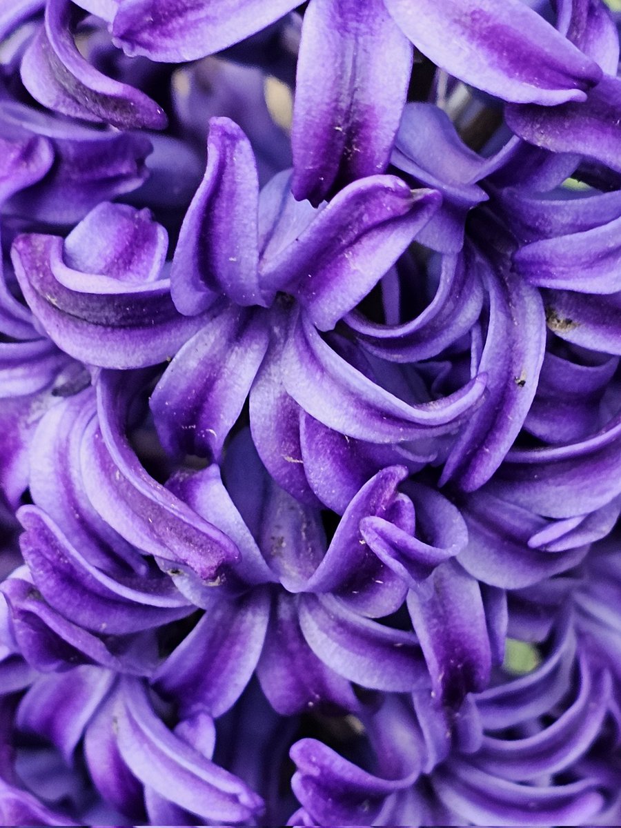 Th3RealRainbow's tweet photo. A #Hyacinth growing out of nowhere.   Such a pretty #purplehyacinth #prettypurple #eastside #Louisville https://t.co/VRMdlnBTT2