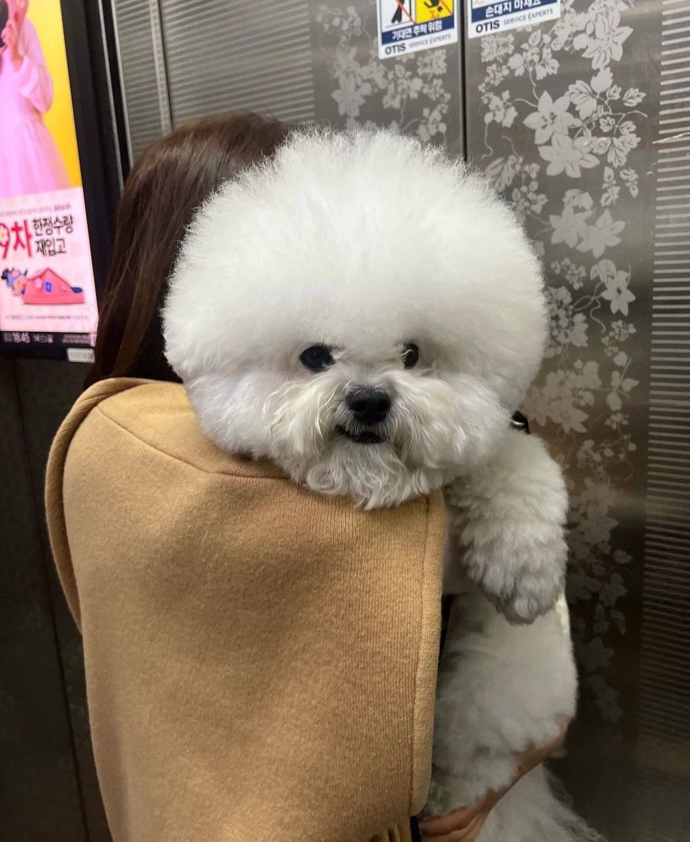 #보령 #대천동 진이가 키우는 강아지인데 머리엄청큼 ㅋㅋㅋ