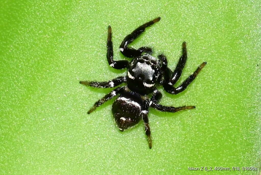 GeorgeSz12's tweet photo. Hi All,
Took a walk along Mayfield Street just a little away grim by house 🏡 
Took some Macro shots of insects
Have a great Friday 
#incets #macrophotography 
#nikonz6ii #z6ii #mynikonlife 
#nikonZ28to400
@olivia_brisbane @DiQld 
@Darci_Grace_ https://t.co/JTkHGddVFa