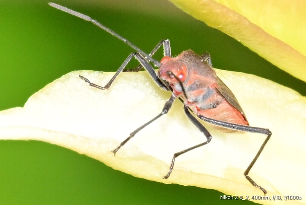 GeorgeSz12's tweet photo. Hi All,
Took a walk along Mayfield Street just a little away grim by house 🏡 
Took some Macro shots of insects
Have a great Friday 
#incets #macrophotography 
#nikonz6ii #z6ii #mynikonlife 
#nikonZ28to400
@olivia_brisbane @DiQld 
@Darci_Grace_ https://t.co/JTkHGddVFa