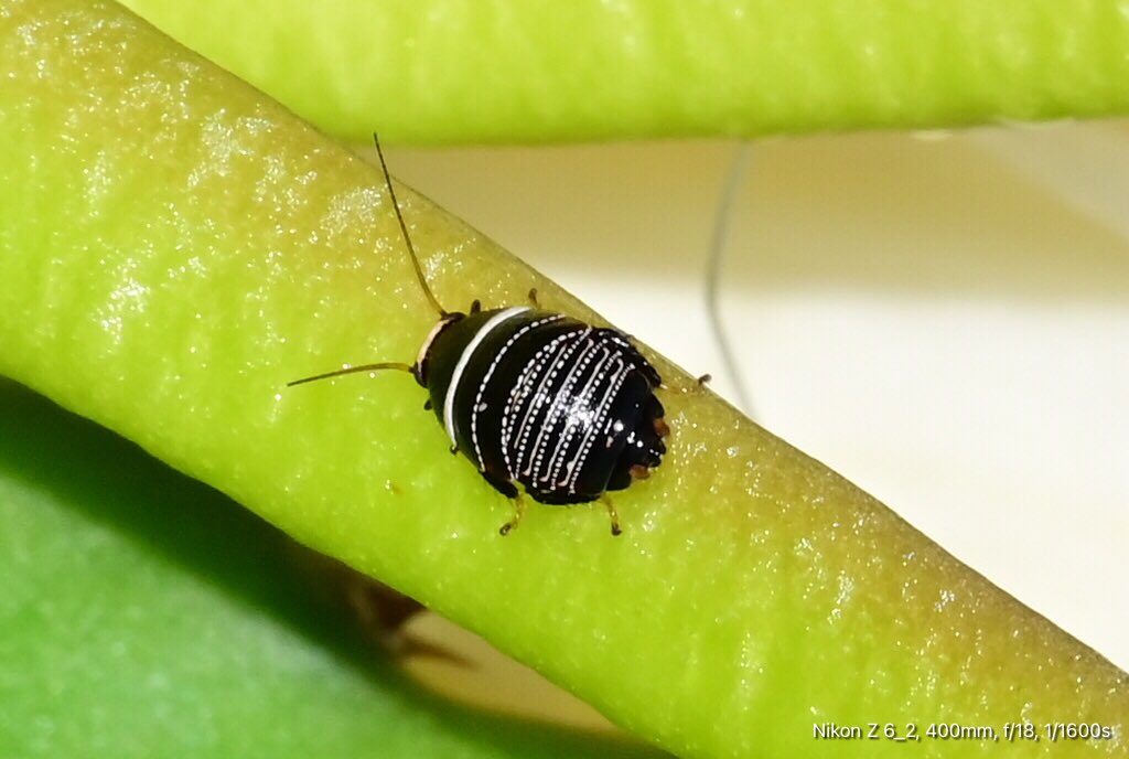 GeorgeSz12's tweet photo. Hi All,
Took a walk along Mayfield Street just a little away grim by house 🏡 
Took some Macro shots of insects
Have a great Friday 
#incets #macrophotography 
#nikonz6ii #z6ii #mynikonlife 
#nikonZ28to400
@olivia_brisbane @DiQld 
@Darci_Grace_ https://t.co/JTkHGddVFa