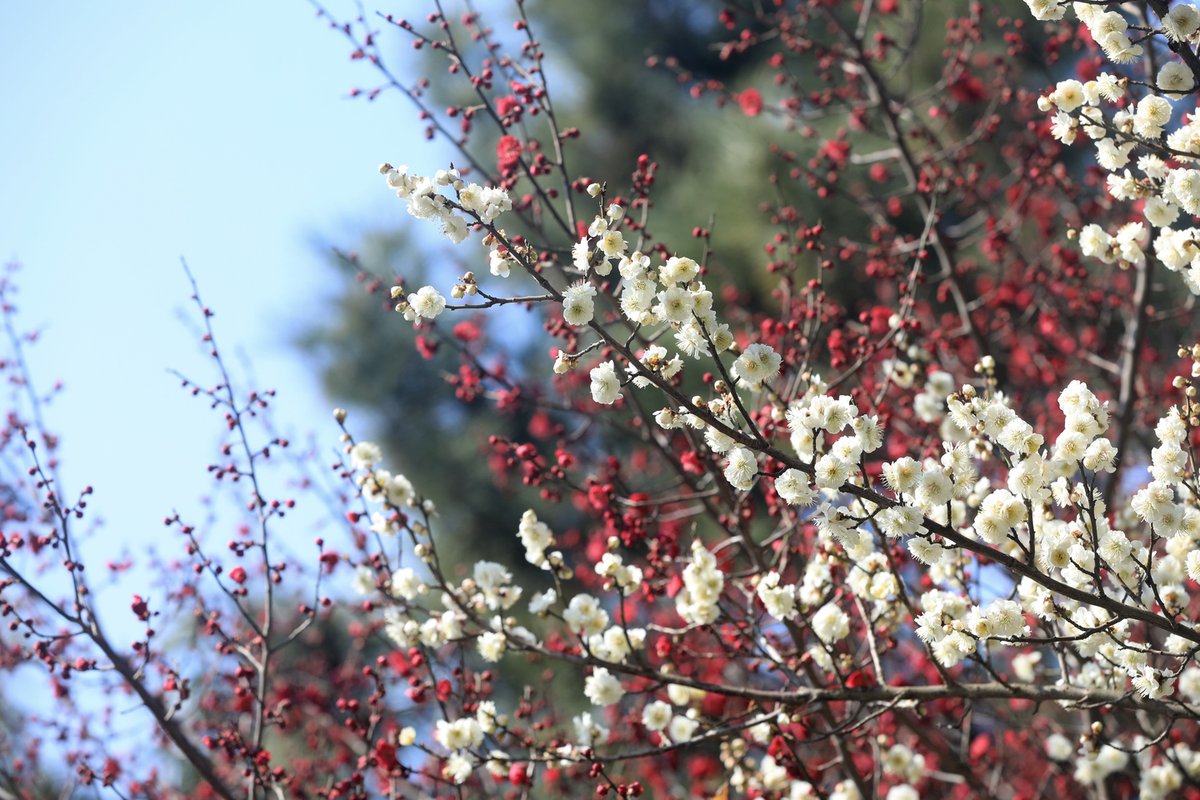 iRizhao's tweet photo. In springtime, vibrant plum blossoms💮 in #Rizhao, #Shandong bloom in various hues😎, and their sweet fragrance drifts through the air.
#GreenChina #NatureLover #NatureWonder #SpringPoetryInNature #SpringSymphony #SpringInRizhao @GreenCN2030 https://t.co/WWfmMvdWh8