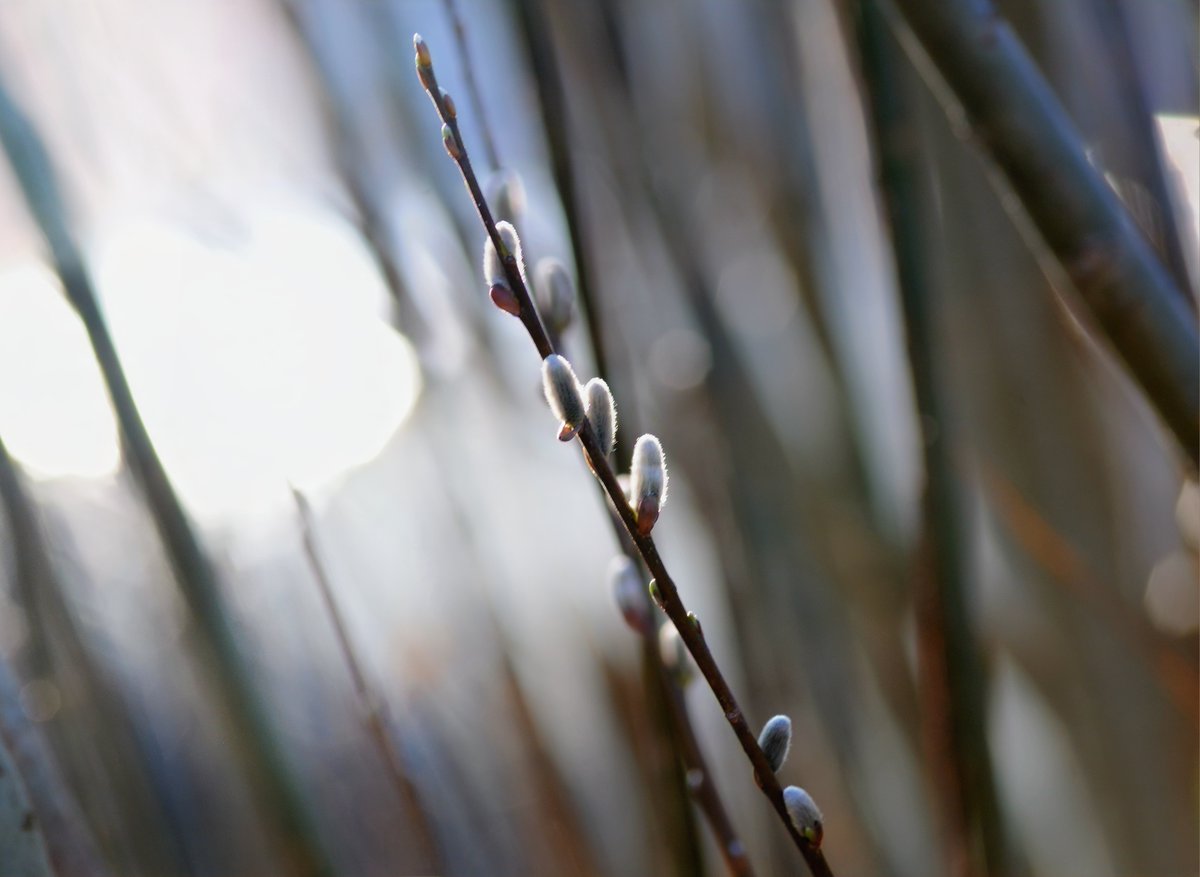 cojeprawda's tweet image. Spring🌱☀️
#NatureLovers #NaturePhotography #photography