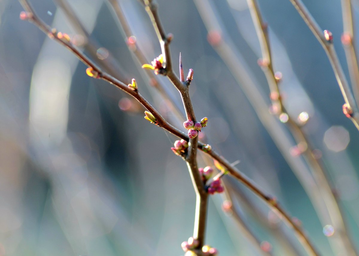 cojeprawda's tweet image. Spring🌱☀️
#NatureLovers #NaturePhotography #photography