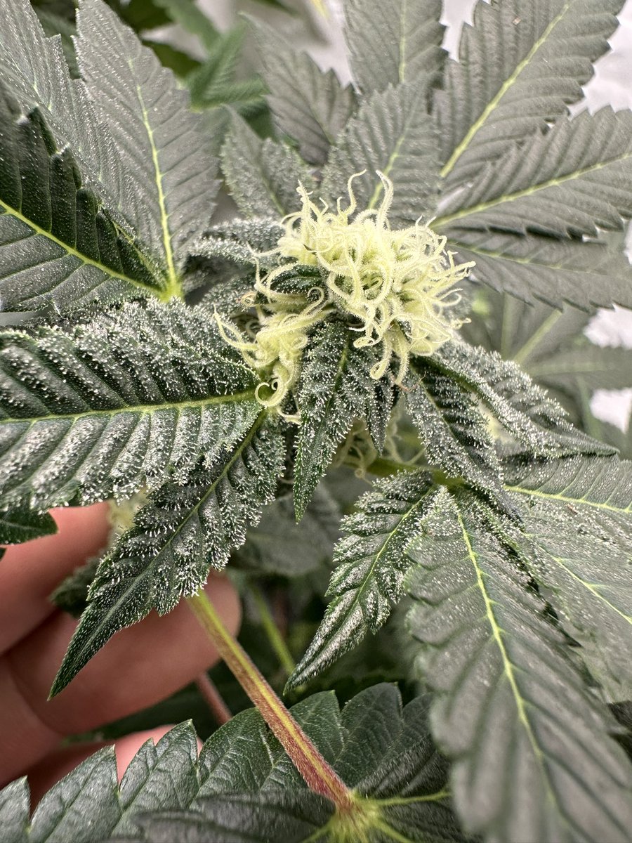 Ethereal Genetix (@etherealgenetix) on Twitter photo My top four phenos of Peanut Butter Breath F3 on week four of flower bred by <a href="/Thugpuggenetics/">Thugpug Genetics</a> from my current hunt. #phenohunter #growyourown #outgrowthem #cannabiscommunity #peanutbutterbreath #thugpuggenetics #popaseed #huntersofthedank #etherealgenetix #seekingperfection My top four phenos of Peanut Butter Breath F3 on week four of flower bred by <a href="/Thugpuggenetics/">Thugpug Genetics</a> from my current hunt. #phenohunter #growyourown #outgrowthem #cannabiscommunity #peanutbutterbreath #thugpuggenetics #popaseed #huntersofthedank #etherealgenetix #seekingperfection