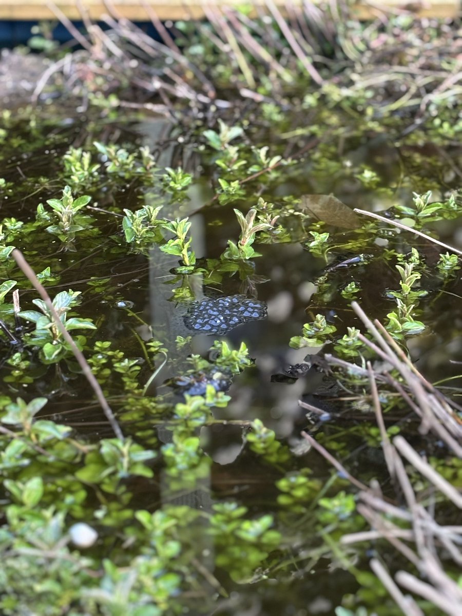 njfnjfnjf's tweet photo. @PondDip #SpawnMap we have frog spawn at last! Here in Lincoln, caught them at it just now πΈβΊοΈ all recorded. https://t.co/PSkqNvoLy5