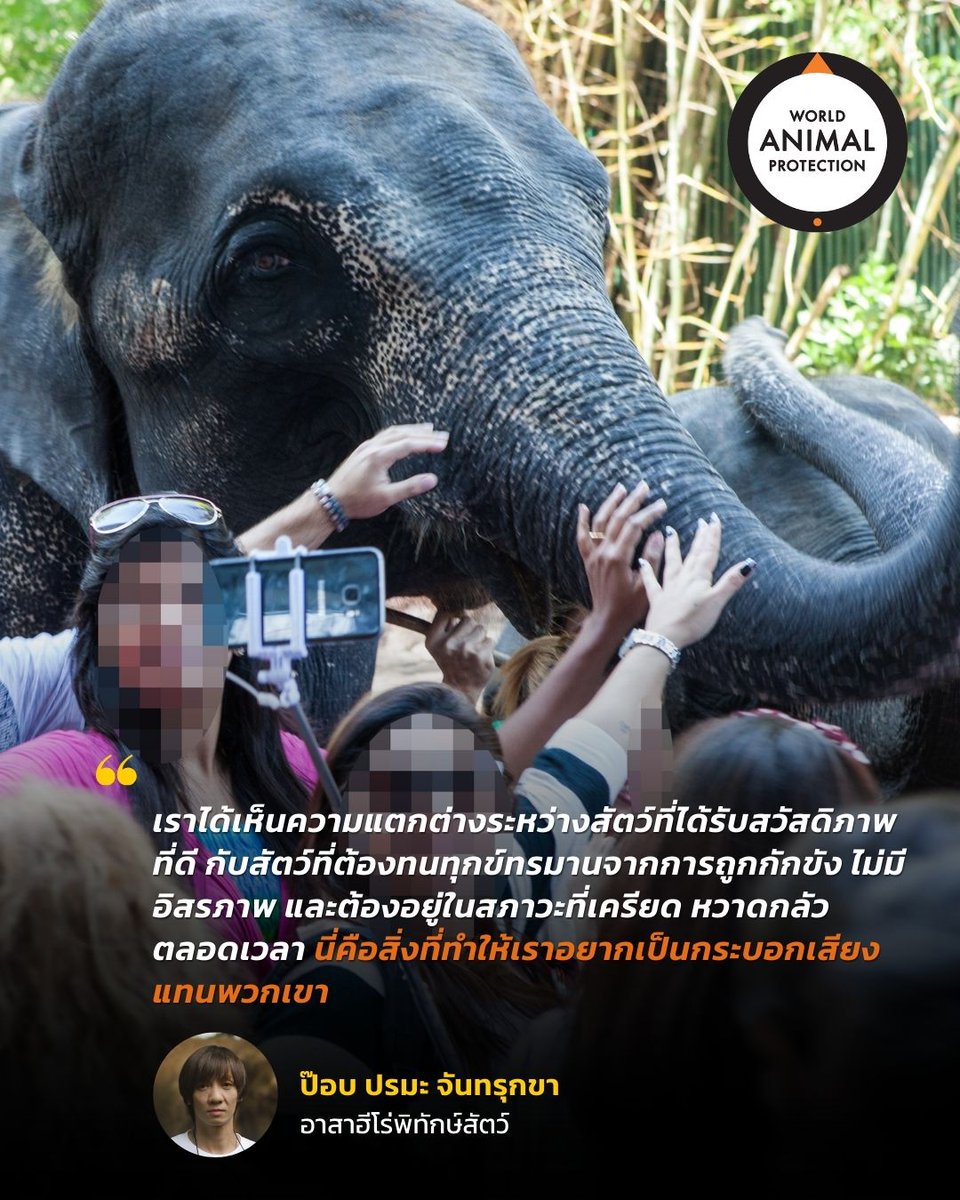 "เราได้เห็นความแตกต่างระหว่างสัตว์ที่ได้รับสวัสดิภาพที่ดี กับสัตว์ที่ต้องทนทุกข์ทรมานจากการถูกกักขัง ไม่มีอิสรภาพ และต้องอยู่ในสภาวะที่เครียด หวาดกลัวตลอดเวลา นี่คือสิ่งที่ทำให้เราอยากเป็นกระบอกเสียงแทนพวกเขา"
📷 ป๊อป ปรมะ จันทรุกขา

ร่วมสนับสนุนเรา bit.ly/WAPTH-Donate