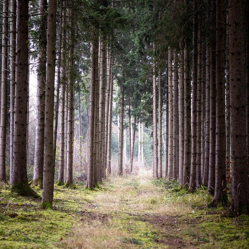 🌍🌲 En el #diamundialdelosbosques  reivindicamos la labor de nuestro grupo de investigación de Producción Forestal que trabaja para comprender las amenazas del #cambioclimático y mejorar la #gestiónforestal sostenible.

#Investigación #GestiónSostenible #Agrotecnio🌿