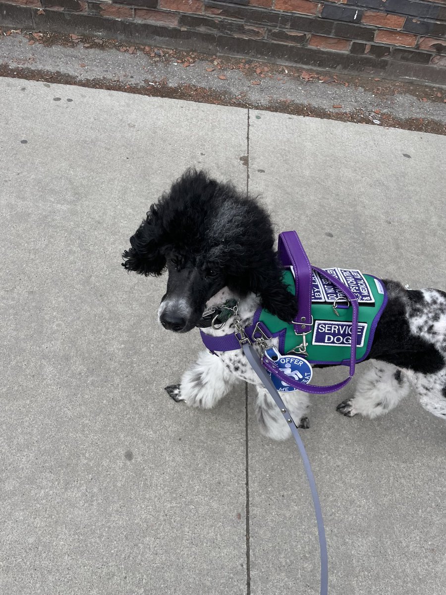dykebaitmutt's tweet photo. how to find me at #FE2025 #furnealequinox2025

✅ do
• say hi/ hang out 
• take photos 
• hugs/pets 
• compliment my service dog 
• share substances 
• flirt

❌ dont
• distract/pet my service dog 
• sneak up behind me 
• grab me or my service dog
• block our path https://t.co/6RafdugXfx