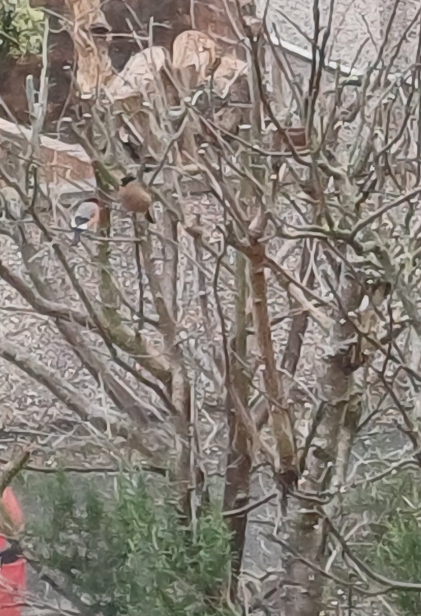 Two of the 3 Bullfinches on next doors feeder this morning #Whitehaven