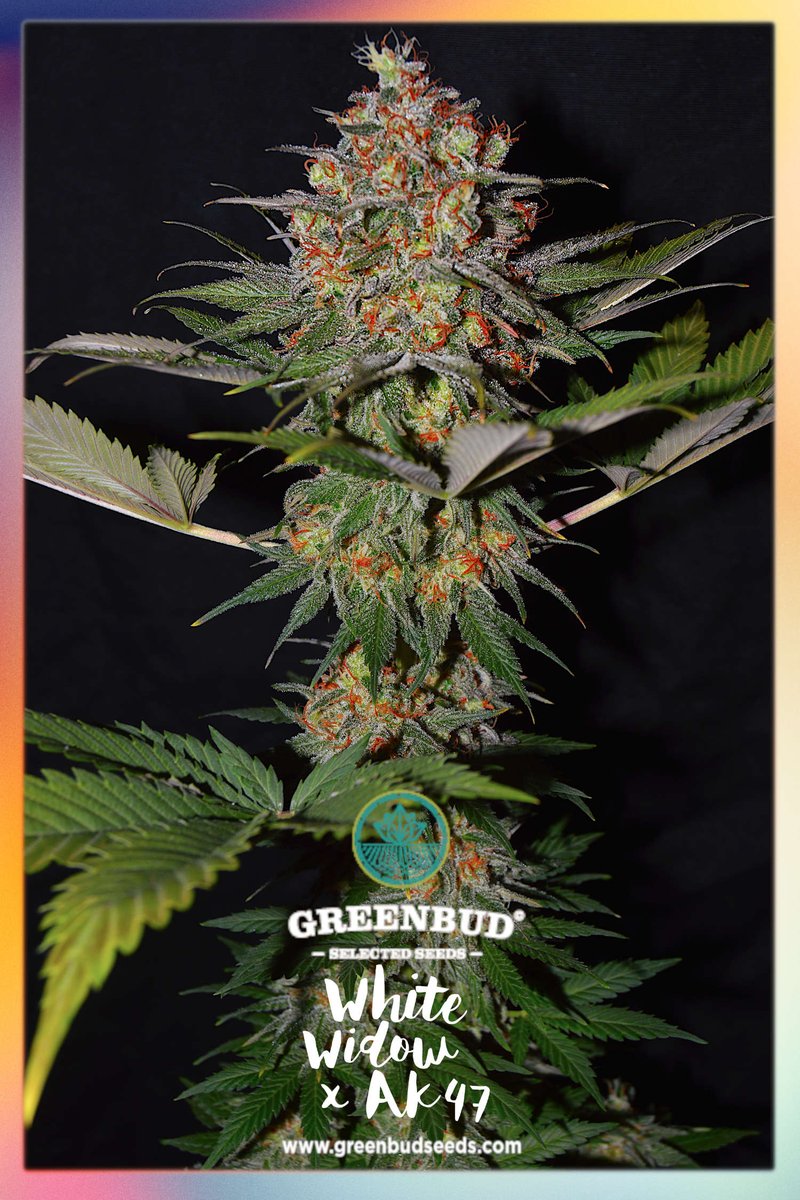 GreenbudSeeds's tweet photo. #GreenbudSeeds WHITE WIDOW X AK47 Early (Classic Line)
π οΈ Testing by @GWG_Testers
π Powered by @GreenwoodGifts πͺπΊ Wholesale Distribution πͺπΊ
Have a great weekend! ππ»π΄
#weedgirl #weedtwt #420friendly #weedpics #WeedLovers #weedlife #seedbank #weedmob https://t.co/IgME4oCINx