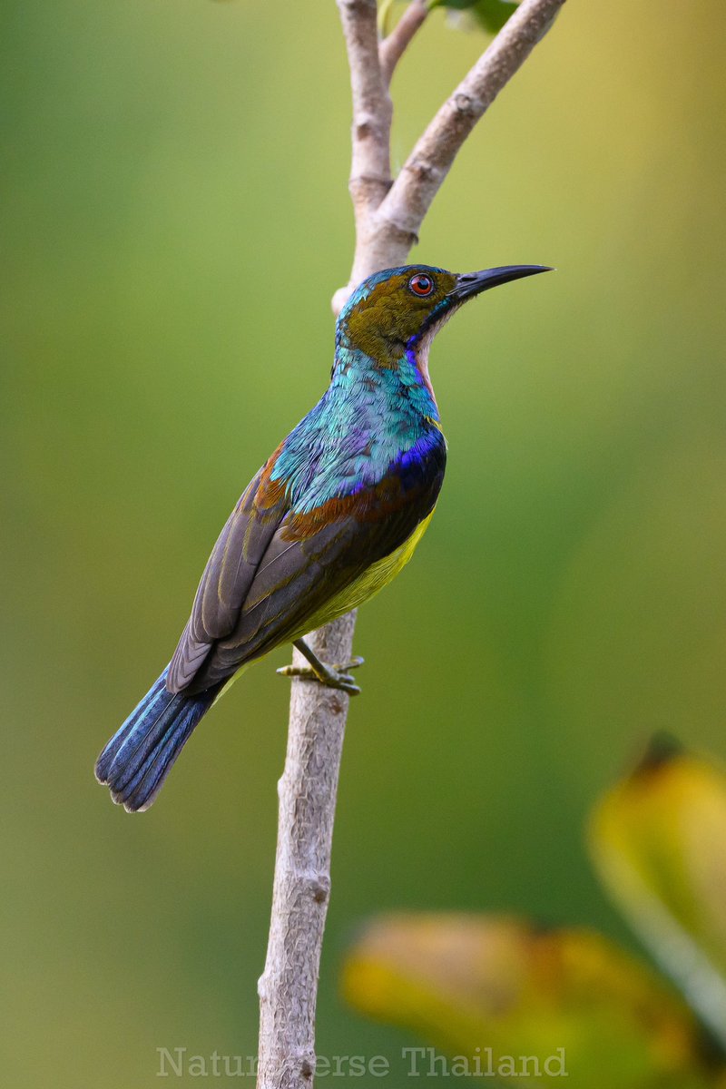 natureverseth's tweet photo. The beautiful and commonly found Brown-throated sunbird
Thailand
Nikon Z6III + 500mm PF
#nikon #birds #nikonthailand #nikonz6iii #birdphotos #sunbirds https://t.co/BLr3Y7hwcU