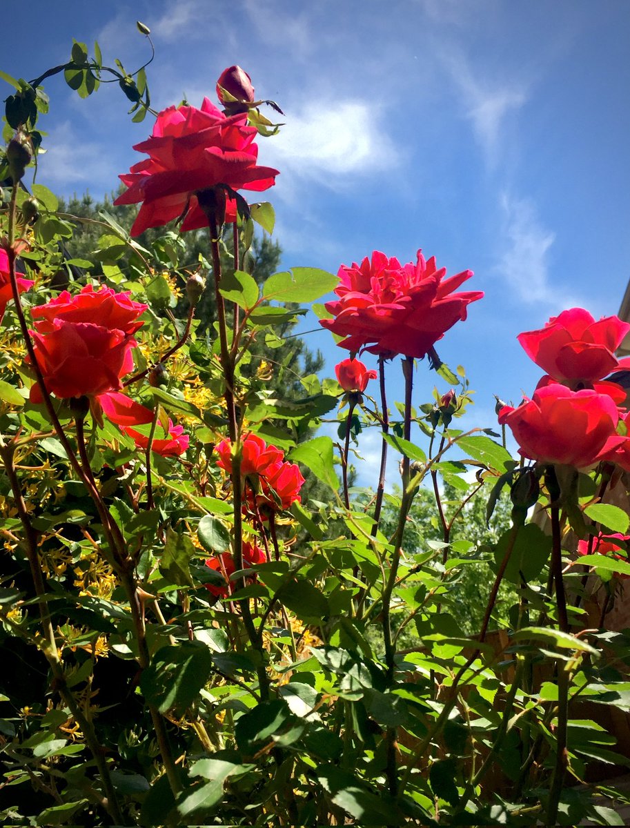 deep__insa's tweet image. There are so many beautiful reasons to be happy🌿🌹
#rosewednesday #springfeeling
#beautifulday #rose #flowers #gardening #flowerlovers #naturebeauty #gardenlove
Have a lovely day❤️