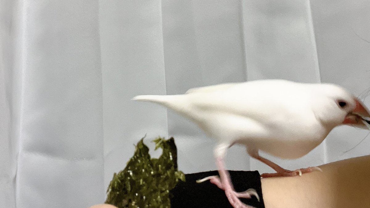 thcr_p's tweet photo. 新しく買ったラグがだいすきな色だから嬉しい https://t.co/0mZb0J7fWs