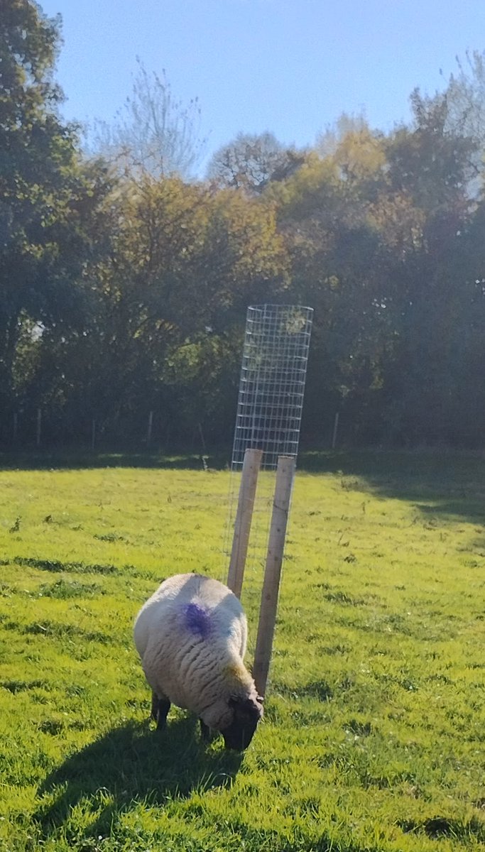 Irish Agroforestry Forum tweet media