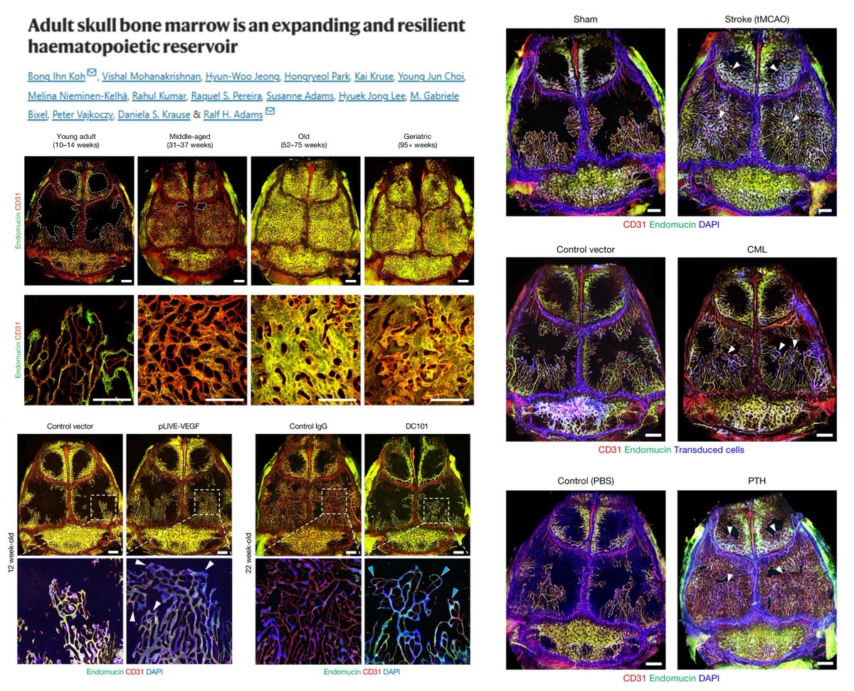 Not every organ ages the same🤠

Skull💀Bone Marrow (incld Vasculature &amp; VEGFA+ LSK #HematopoeticStemaProgenitorCell)🐭 Expands with age

Skull BM even exhibits⏫age-dependent contribution to circulating leukocytes🥸 (photoconversion in Vav-cre;Rosa26-KikGR 🐭)

Moreover, skull