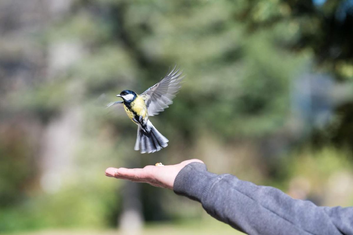 villelevallois's tweet photo. 🌸 À Levallois, le printemps est là !

👨‍🌾 Merci à nos jardiniers pour l’entretien de nos magnifiques parcs et jardins, où fleurs et oiseaux ont retrouvé leurs plus belles couleurs 🦜

#Levallois #levallois #sortiralevallois #printemps #garden #parc https://t.co/NCj1ew2wfv