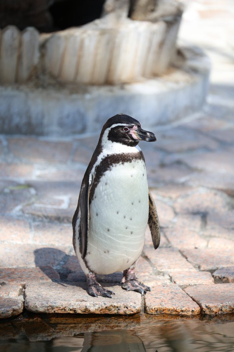 pengento42532's tweet image. ぽってりおなか
#江戸川区自然動物園
#フンボルトペンギン
